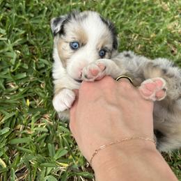 Miniature Australian Shepherd and Toy Australian Shepherd Puppies from Hailey's Miniature Australian Shepherds
