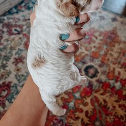 Aussiedoodle and Goldendoodle Puppies from Mackedoodles