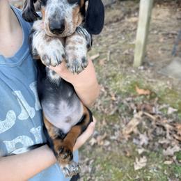 Buckwheat - Piebald male Dachshund puppy in Crossville, Tennessee from Golden Critter Farm