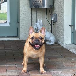 Scarlett - French Bulldog