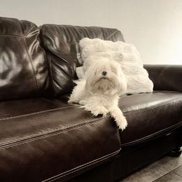 Iza - Maltese
