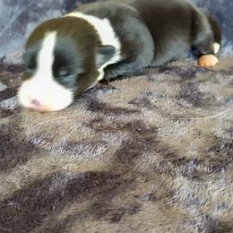 Boy 1 - Black and white male Cardigan Welsh Corgi puppy in Huntington Beach, California from Lucky Puppies