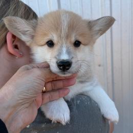 Green Collar Male - Red male Pembroke Welsh Corgi puppy in Victoria, Texas from Clear Creek Corgis