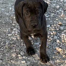 Girl 3 - Black and white female Great Dane puppy in Indianola, Iowa from Bull West Kennels