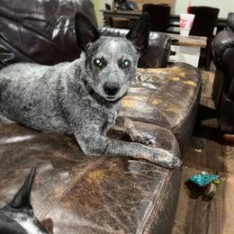 Australian Cattle Dog puppies from CT Mini Heelers
