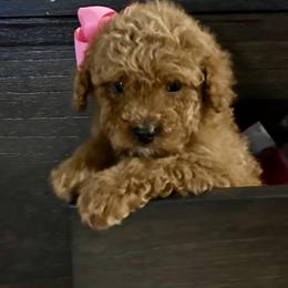 Jolie - Red  female Goldendoodle puppy in Mint Hill, North Carolina from DoodleForever
