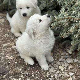 Eeyore - White Maremma Sheepdog puppy in Riverhead, New York from Sunny Shore Farms