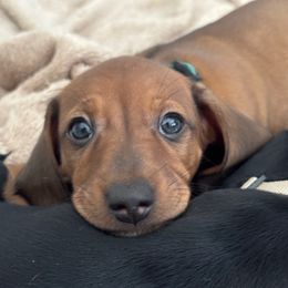 Stitzel - Red male Dachshund puppy in Ripon, California from Ripon Dachshunds