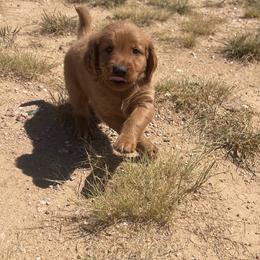 Cooper - Golden male Golden Retriever puppy in Wellington, Colorado from High Country Golden Retrievers