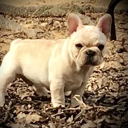 French Bulldog Puppies from Sapphire Skies French Bulldogs