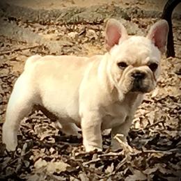 French Bulldog Puppies from Sapphire Skies French Bulldogs