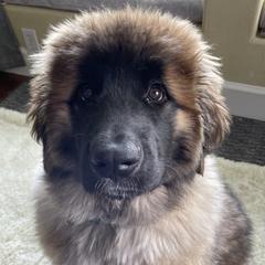 Leonberger Puppies from Sinnsro Leonbergers