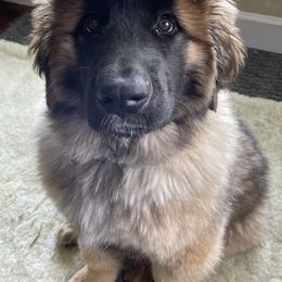Leonberger Puppies from Sinnsro Leonbergers