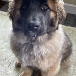 Leonberger Puppies from Sinnsro Leonbergers