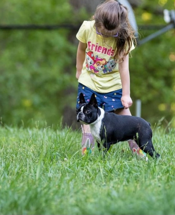 Uni - Boston Terrier