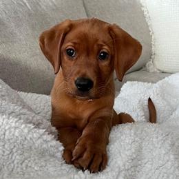 Vixen-Blue girl - Yellow female Labrador Retriever puppy in Twin Falls, Idaho from Whispering White Pines Labradors