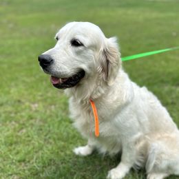 Paris - Golden Retriever