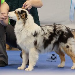 Cheyenne - Australian Shepherd
