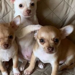 Chihuahuas from Kelly Thayer's Chihuahuas
