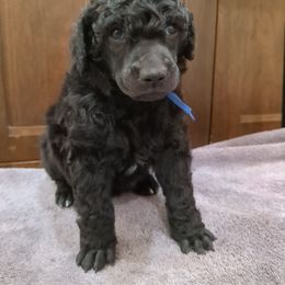 Spruce (boy) - blue collar - Blue male Poodle puppy in Tullahoma, Tennessee from Peaceful Valley Poodles