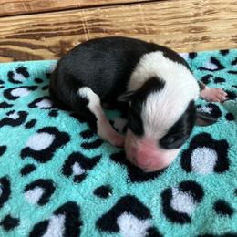 Milky Way - Blue male Australian Cattle Dog puppy in Lancaster, Minnesota from Weleski Chocolate Heelers