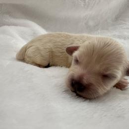 Boy - Apricot male Maltipoo puppy in Denair, California from 209PuppiesCaliforniaMaltipoo