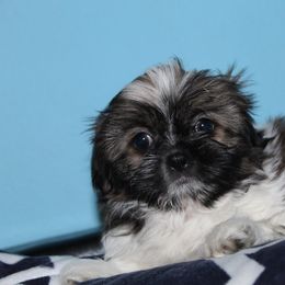 Shih Tzu Puppies from Sugar and spice shih Tzu