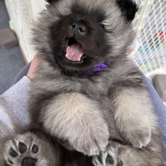 Keeshond Puppies from Peregrine Keeshond
