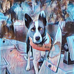 Border Collie All Grown Up from GTR K9 Border Collies