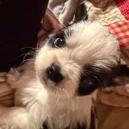 Mac Traven - Black and white male Chihuahua puppy in Amelia, Virginia from Pannell’s Precious Pups