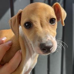 Winnie - White and black female Italian Greyhound puppy in Southwest Florida, Florida from Woofford Italian Greyhounds