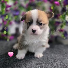 C2 - Red female Pembroke Welsh Corgi puppy in Jacksonville, Texas from ArmnalegRanch LLC
