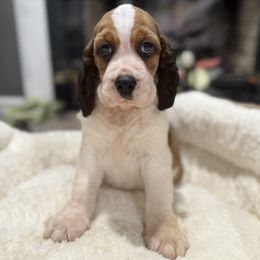 Harley - Black white and tan male English Springer Spaniel puppy in Las Vegas, Nevada from Legacy
