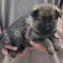 Girl 2 Lavender - Sable female German Shepherd puppy in Lake George, Colorado from High Country German Shepherds