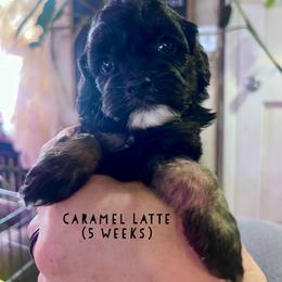 Caramel Latte - with training - Black and tan female Cockapoo puppy in Boonville, North Carolina from Doods & Dolls