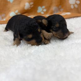 Second Pick - Black and tan male Welsh Terrier puppy in West Plains, Missouri from Sycamore Ridge Puppies