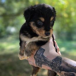 Sparrow - Black tri-color male Australian Shepherd puppy in London, Kentucky from Kenmont Kennels