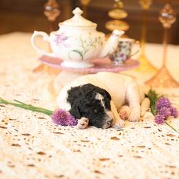 Poodle Puppies from Setting the Standard Poodles