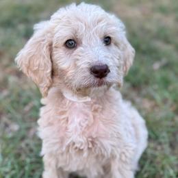 Compass - Apricot female Goldendoodle puppy in Angier, North Carolina from A Breed Above Kennels