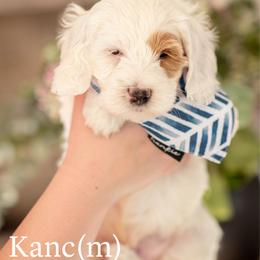 Kanc - Parti male Goldendoodle puppy in Acton, Maine from Silver Pines Pups