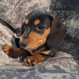 Peanut - Black and tan male Dachshund puppy in Clarkston, Michigan from Dax Place
