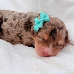 Pumpkin Patch - Red merle female Aussiedoodle puppy in Cartersville, Georgia from Simply Blessed Doodles