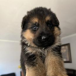 Red - Black and red male German Shepherd puppy in Sacramento, California from Von Blackwolf German Shepherds