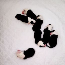 Old English Sheepdog Puppies from Orleans Old English Sheepdogs