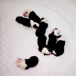 Old English Sheepdog Puppies from Orleans Old English Sheepdogs