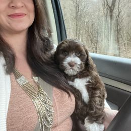 Australian Labradoodle Puppies from Berrybrook Doodles