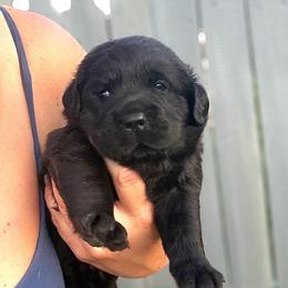 Tootsie - Black female Dilute Retriever puppy in Baldwin City, Kansas from Hedge Lane Labradors