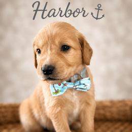 Harbor - Golden male Golden Retriever puppy in San Bernardino, California from Thegoldendreams1