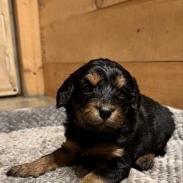 Sally - Phantom female Bernedoodle puppy in Constableville, New York from Zehr’s Labradoodles & Bernedoodles
