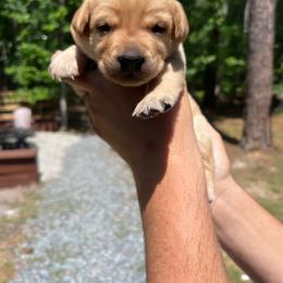 Sunny - Yellow female Labrador Retriever puppy in Carthage, North Carolina from Wicked Pines Retrievers
